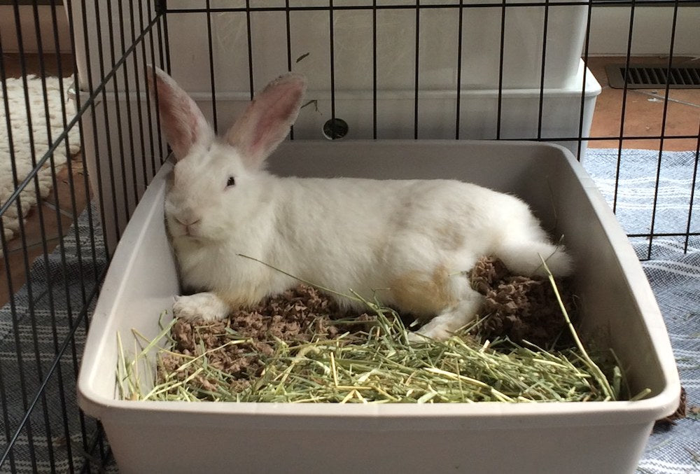 How to litter train a rabbit