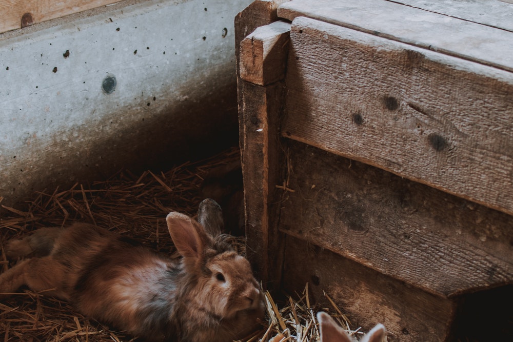 How to store hay for rabbits