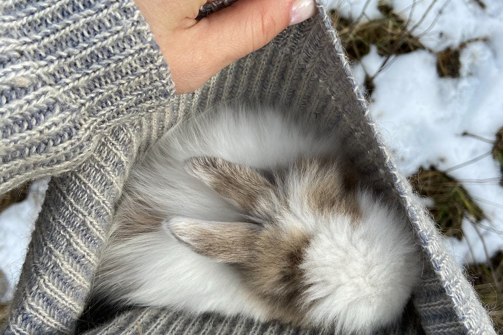 How to Keep Rabbits Warm in Winter