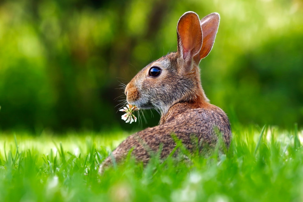 How to Stop Rabbits from Eating Plants