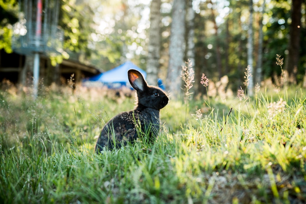 How to Keep Rabbits Cool in the Summer