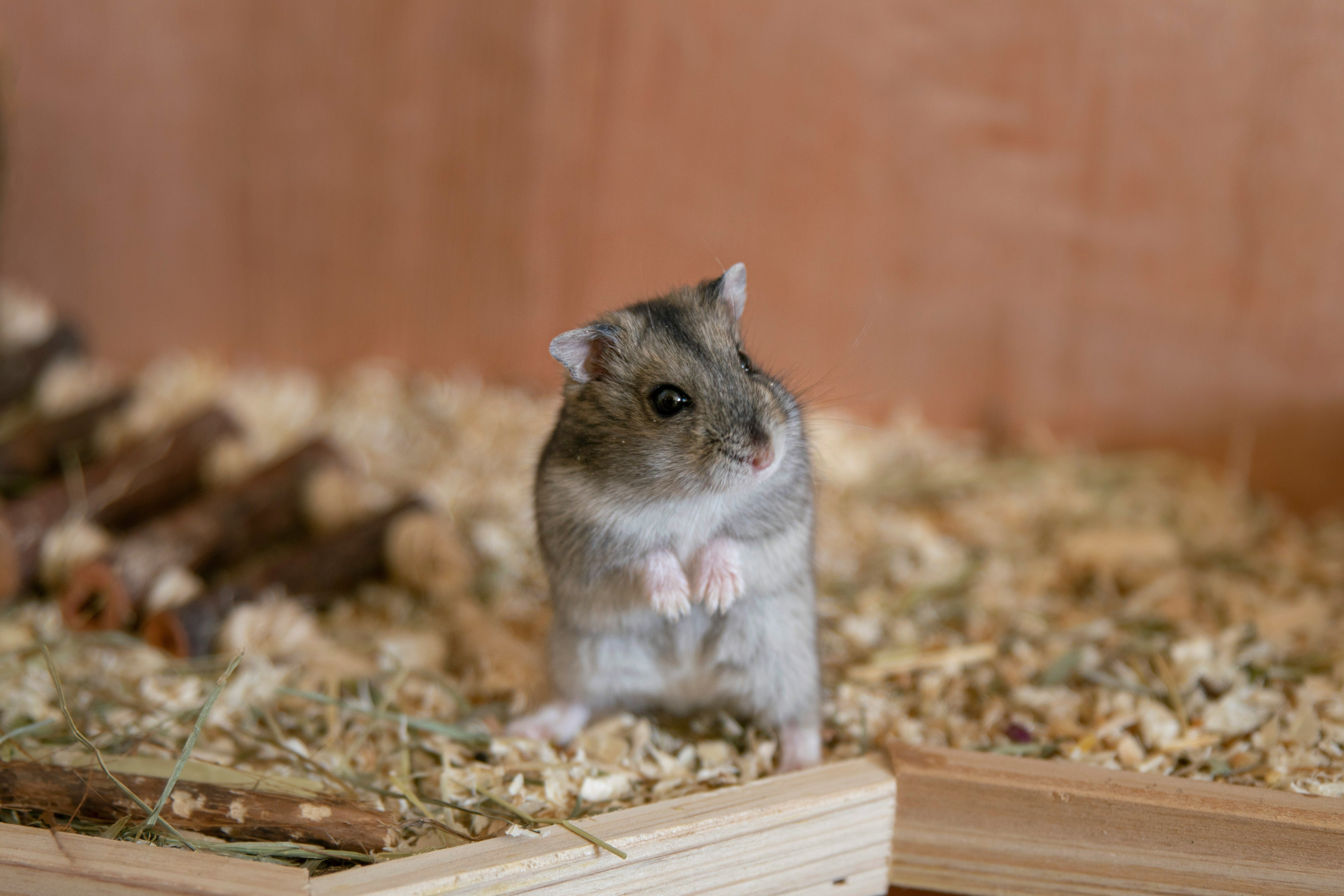 Hamster Hay